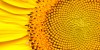The Sunflower's Golden Ratio
